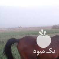 فروش اسب نریون نژادعرب در تهران در گروه اسب و الاغ خر و فروش قاطر- ترکمن عربی سفید نر و ماده در یکمیوه