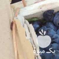 فروش انگور سیاه تاکستان سردشت وقزوین در شیراز در گروه خرید فروش عمده انگور - یاقوتی شانی عسگری بی دانه قرمز در یکمیوه