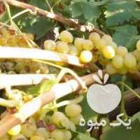 فروش انگور سر باغ در قزوین در گروه خرید فروش عمده انگور - یاقوتی شانی عسگری بی دانه قرمز در یکمیوه