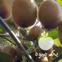 کیوی شما رو خریداریم زیر برگ در تهران در گروه خرید فروش عمده کیوی - صادراتی مازندران تنکابن تالش در یکمیوه