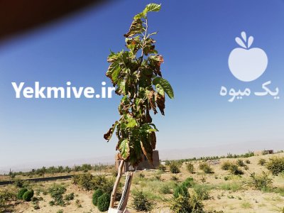 زرشک خشک در بیرجند در گروه خرید فروش عمده ازگیل و تمشک و زرشک - ژاپنی فروش مستقیم در یکمیوه