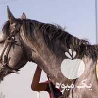 فروش اسب ترکمن در تهران در گروه اسب و الاغ خر و فروش قاطر- ترکمن عربی سفید نر و ماده در یکمیوه