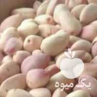 فروش مستقیم پسته دامغان در تهران در گروه پسته - کوهی شامی خام اکبری تازه کله قوچی در یکمیوه