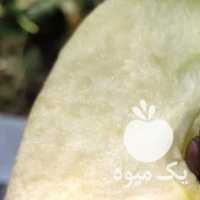 فروش عمده  حسینی انواع سیب دورنگ سیب پاییزه گردو در دماوند در گروه خرید فروش عمده سیب - زرد و قرمز گلاب پاییزه در یکمیوه