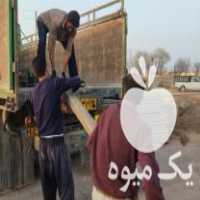 فروش دستگاه پایه بتنی انگور و فنس تیرچه داربست انگور در قزوین در گروه خرید فروش عمده انگور - یاقوتی شانی عسگری بی دانه قرمز در یکمیوه