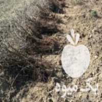 فروش تضمینی نهال انگور در میاندوآب در گروه خرید فروش نهال - انواع گردو پسته بادام سلطانی انگور در یکمیوه