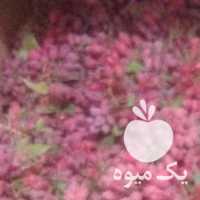 فروش زرشک تازه خوشه به صورت کلی وجزئی وزعفران قاین در مشهد در گروه خرید فروش عمده ازگیل و تمشک و زرشک - ژاپنی فروش مستقیم در یکمیوه