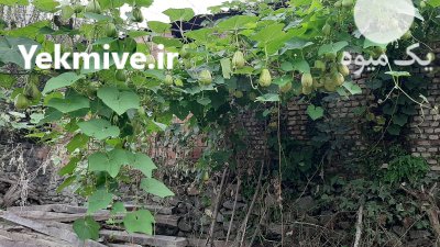 فروش میوه چایوت(کایوت) در بندرگز در گروه خرید فروش عمده میوه استوایی - پاپایا قرمز منگوستین گواوا بلوبری در یکمیوه