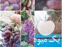 فروش نهال انگور در بجنورد در گروه خرید فروش نهال - انواع گردو پسته بادام سلطانی انگور در یکمیوه -عکس1