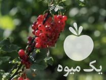 فروش نهال انگور ردکارنت کمیاب در تهران در گروه خرید فروش نهال - انواع گردو پسته بادام سلطانی انگور در یکمیوه -عکس1