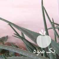 آگهی مشابه فروش آلوورا مادری در تهران در گروه خرید فروش عمده آلو - آلوچه گوجه سبز زرد خاکی شابلون سانتریزه سیاه در یکمیوه