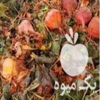 فروش چغندر و شلغم برا گاو گوسفند اسب در اصفهان در گروه اسب و الاغ خر و فروش قاطر- ترکمن عربی سفید نر و ماده در یکمیوه