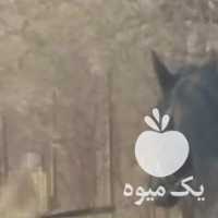 فروش اسب نریان مشکی واکسی در تهران در گروه اسب و الاغ خر و فروش قاطر- ترکمن عربی سفید نر و ماده در یکمیوه