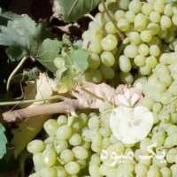 فروش انگور در همدان در گروه خرید فروش عمده انگور - یاقوتی شانی عسگری بی دانه قرمز در یکمیوه