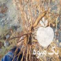 فروش نهال انگور کشمش و فخری در مراغه در گروه خرید فروش نهال - انواع گردو پسته بادام سلطانی انگور در یکمیوه