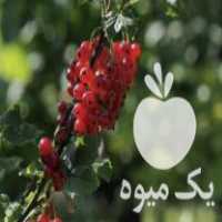 فروش نهال انگور ردکارنت کمیاب در تهران در گروه خرید فروش نهال - انواع گردو پسته بادام سلطانی انگور در یکمیوه