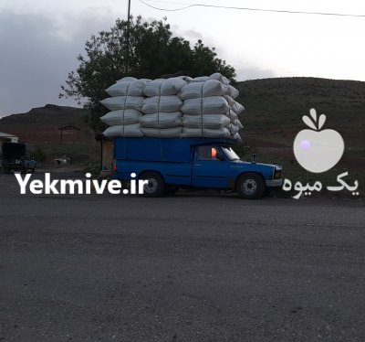 بزرگترین مرکز فروش علوفه و خوراک دام یوسفی در فومن در گروه خوراک دام و طیور - پرواری شیری علوفه یونجه در یکمیوه -عکس4