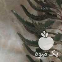 فروش کاکتوس اشک تمساح گندمی در تهران در گروه خرید فروش عمده گیاهان زینتی - گرمسیری آپارتمانی باغچه آب در یکمیوه