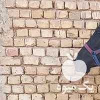فروش کره اسب مشکی در اصفهان در گروه اسب و الاغ خر و فروش قاطر- ترکمن عربی سفید نر و ماده در یکمیوه