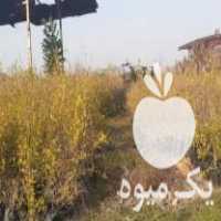 فروش نهال انار درجه یک پر محصول در ساری در گروه خرید فروش نهال - انواع گردو پسته بادام سلطانی انگور در یکمیوه