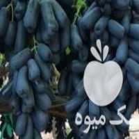 فروش انواع نهال میوه برای پاییز و زمستان در شیراز در گروه خرید فروش نهال - انواع گردو پسته بادام سلطانی انگور در یکمیوه