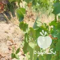 فروش عمده انگور رطبی و سیاه در باغ در شیراز در گروه خرید فروش عمده خرما - کبکاب تازه زاهدی خشک خارک در یکمیوه