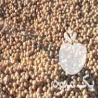 فروش سویا ساوالان در مشهد در گروه خرید فروش عمده سویا - خوراکی تیم اسپانیول روغن در یکمیوه