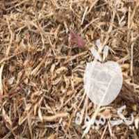 فروش کاه کلش سویا ساوالان در اصفهان در گروه خوراک دام و طیور - پرواری شیری علوفه یونجه در یکمیوه