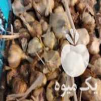 فروش سیر بذری درجه یک در همدان در گروه خرید فروش بذر - انواع محصول کشاورزی گوجه کتان میوه درخت در یکمیوه