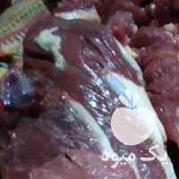 فروش گوشت گوساله و گوسفندی و گاو و بزغاله کشتار روز در تهران در گروه گاو و گوسفند و میش و بز کهره گوساله سمینتال در یکمیوه