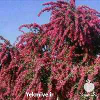 فروش نهال زرشک در کرمانشاه در گروه خرید فروش نهال - انواع گردو پسته بادام سلطانی انگور در یکمیوه