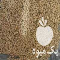 فروش گندم قابوس استفاده بذری و استفاده خوراک دام در انبارآلوم در گروه خوراک دام و طیور - پرواری شیری علوفه یونجه در یکمیوه