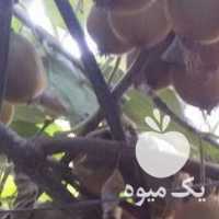 فروش کیوی در باغ در تهران در گروه خرید فروش عمده کیوی - صادراتی مازندران تنکابن تالش در یکمیوه
