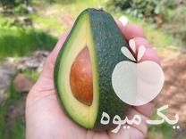 فروش نهال آووکادو زوتانو پیوندی در ساری در گروه خرید فروش نهال - انواع گردو پسته بادام سلطانی انگور در یکمیوه -عکس1