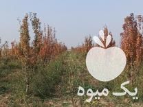 فروش نهال پنج ساله گلابی در نجف آباد در گروه خرید فروش نهال - انواع گردو پسته بادام سلطانی انگور در یکمیوه -عکس1