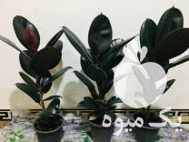 فروش چند نوع نهال فیکوس الاستیکا در تهران در گروه خرید فروش نهال - انواع گردو پسته بادام سلطانی انگور در یکمیوه -عکس1