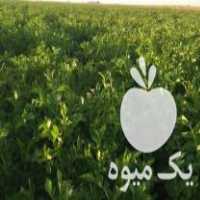 فروش سیب زمینی بذری آگریا سانته بانبا مدل 98 در بهار  در گروه خرید فروش عمده سیب زمینی - زودرس دیررس آگریا اسپریت اردبیل همدان در یکمیوه