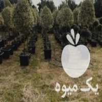 فروش لگستروم-یاس -کامیس-لاوسون در کلاچای در گروه خرید فروش عمده چای - سبز ترش کوهی سیاه در یکمیوه