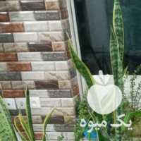 فروش گل های آپارتمانی و کاکتوس در اصفهان در گروه خرید فروش عمده گیاهان زینتی - گرمسیری آپارتمانی باغچه آب در یکمیوه
