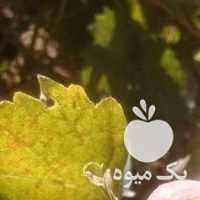 فروش انگور شیره در همدان در گروه خرید فروش عمده انگور - یاقوتی شانی عسگری بی دانه قرمز در یکمیوه