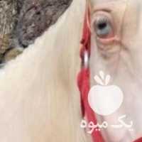 فروش اسب چشم آبی در اصفهان در گروه اسب و الاغ خر و فروش قاطر- ترکمن عربی سفید نر و ماده در یکمیوه