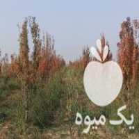 فروش نهال پنج ساله گلابی در نجف آباد در گروه خرید فروش نهال - انواع گردو پسته بادام سلطانی انگور در یکمیوه