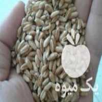 فروش گندم قرمز بذری در خور در گروه خوراک دام و طیور - پرواری شیری علوفه یونجه در یکمیوه