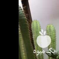 فروش گل و گلدان  ، کاکتوس ،  ساکولنت ،  بنسای ،  نخل در تهران در گروه خرید فروش عمده گیاهان زینتی - گرمسیری آپارتمانی باغچه آب در یکمیوه