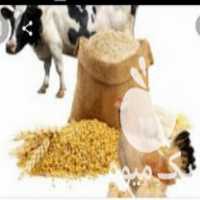 فروش خوراک دام وطیور در تهران در گروه خوراک دام و طیور - پرواری شیری علوفه یونجه در یکمیوه