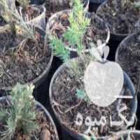 فروش نشا یاس هلندی و کاج تویا آمریکایی در رحیم آباد در گروه خرید فروش نشا - انواع گوجه برنج کاهو پیاز کاری فرنگی در یکمیوه