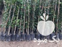 فروش انواع گوناگون نهال نارنگی ژاپنی و محلی آنشو باردار در ساری در گروه خرید فروش نهال - انواع گردو پسته بادام سلطانی انگور در یکمیوه -عکس1