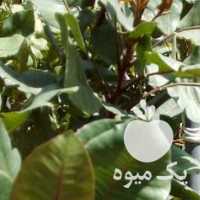 فروش نهال درخت پسته در یزد در گروه خرید فروش نهال - انواع گردو پسته بادام سلطانی انگور در یکمیوه