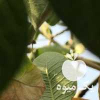 فروش پسته تازه دامغان ارسال بالای 7 کیلو در تهران در گروه پسته - کوهی شامی خام اکبری تازه کله قوچی در یکمیوه