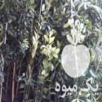 فروش گل شمشاد طلایی و   در نشتارود در گروه خرید فروش نهال - انواع گردو پسته بادام سلطانی انگور در یکمیوه